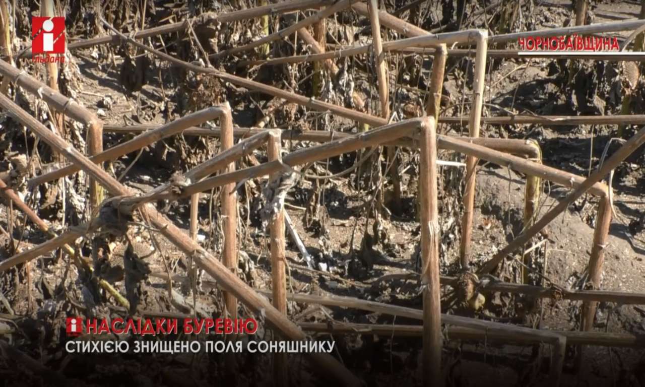 Стихія знищила на Чорнобаївщині цілі поля соняшнику (ВІДЕО)